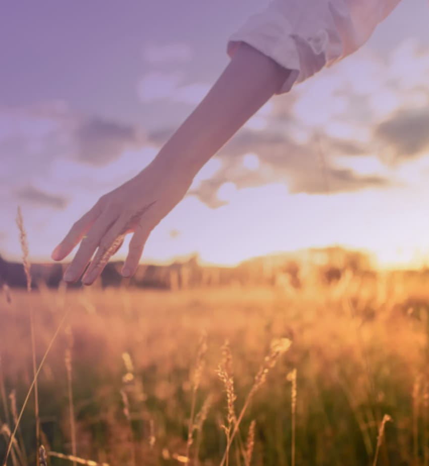 A hand gently touches tall grass in a golden field at sunset.